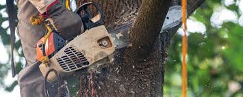 Tree and Shrub Care in South River, NM